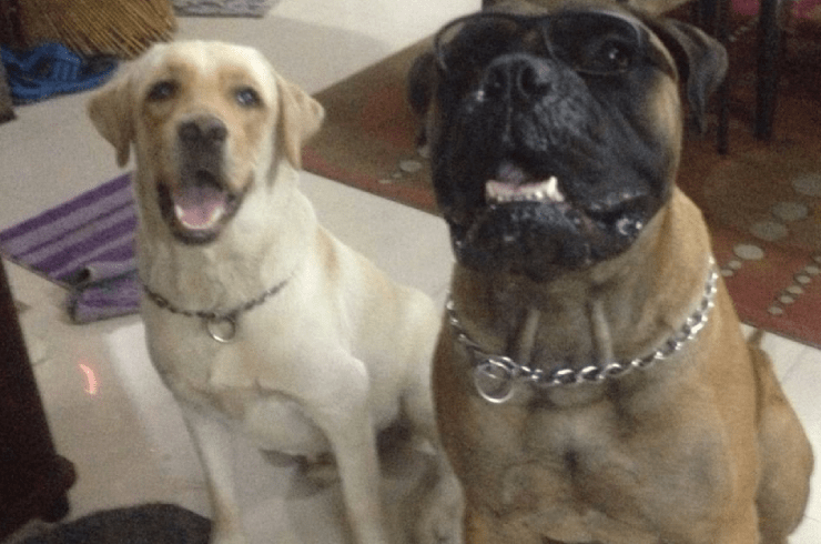 Oh My Dog